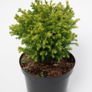 Cryptomeria japonica Vilmorin Gold - Plante en pot