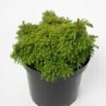 Cryptomeria japonica Yokohama - Plante en pot