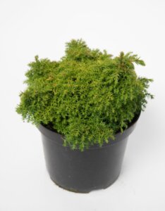 Cryptomeria japonica Yokohama - Plante en pot