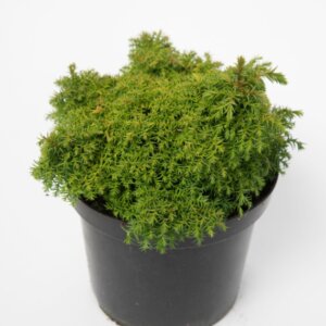 Cryptomeria japonica Yokohama - Plante en pot