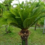 Cycas revoluta - Vue d'ensemble