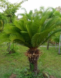 Cycas revoluta - Vue d'ensemble