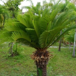 Cycas revoluta - Vue d'ensemble
