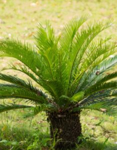Cycas revoluta - Feuillage