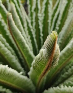 Cycas revoluta - Feuillage