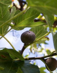 Ficus carica Dalmatie - Fruits