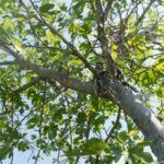 Ficus carica Dalmatie - Vue d'ensemble