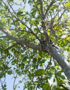 Ficus carica Dalmatie - Vue d'ensemble