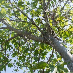 Ficus carica Dalmatie - Vue d'ensemble