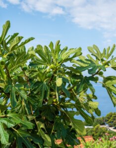 Ficus carica Dalmatie - Feuillage