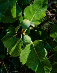Ficus carica - Fruit