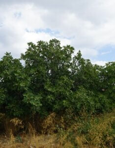 Ficus carica - Vue d'ensemble