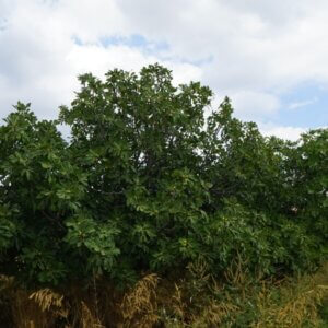 Ficus carica - Vue d'ensemble