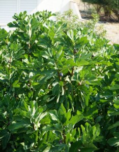 Ficus carica - Feuillage