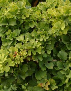 Ginkgo biloba Troll - Feuillage