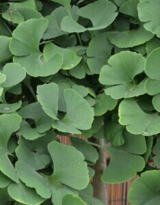 Ginkgo biloba Troll - Feuillage