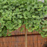 Ginkgo biloba Troll - Vue d'ensemble