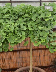 Ginkgo biloba Troll - Vue d'ensemble