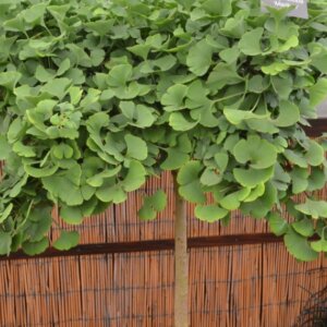 Ginkgo biloba Troll - Vue d'ensemble