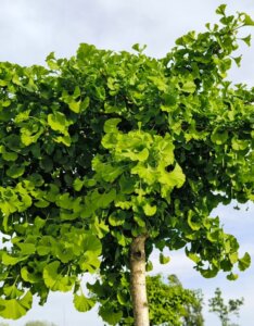 Ginkgo biloba - Feuillage