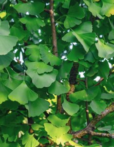 Ginkgo biloba - Feuillage