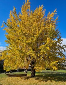 Ginkgo biloba - Vue d'ensemble