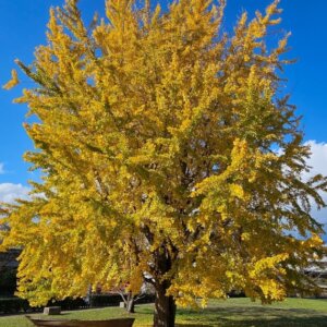 Ginkgo biloba - Vue d'ensemble