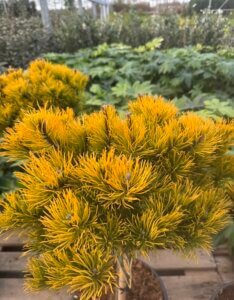 Pinus mugo Carsten's Wintergold - Feuillage