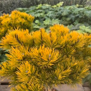 Pinus mugo Carsten's Wintergold - Feuillage