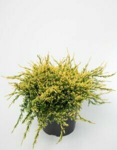 Juniperus communis Goldschatz - Plante en pot