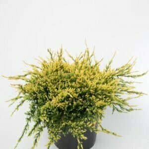 Juniperus communis Goldschatz - Plante en pot