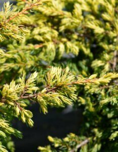 Juniperus communis Goldschatz - Feuillage