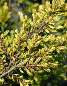 Juniperus communis Goldschatz - Feuillage
