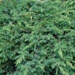 Juniperus communis Green Carpet - Vue d'ensemble