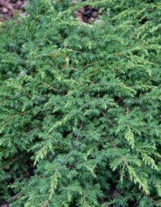 Juniperus communis Green Carpet - Vue d'ensemble