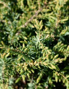Juniperus communis Green Carpet - Feuillage
