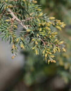 Juniperus communis Green Carpet - Feuillage