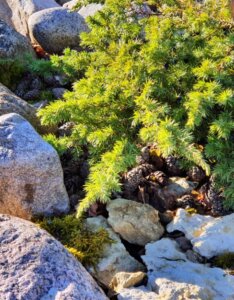 Juniperus conferta Schlager - Feuillage