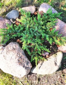 Juniperus conferta Schlager - Vue d'ensemble