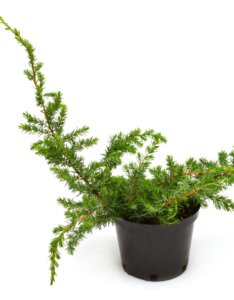 Juniperus conferta Schlager - Plante en pot