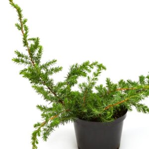 Juniperus conferta Schlager - Plante en pot
