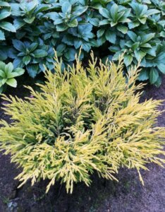 Juniperus horizontalis Lime Glow - Vue d'ensemble