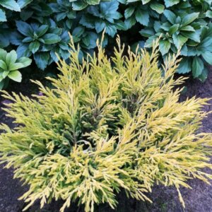 Juniperus horizontalis Lime Glow - Vue d'ensemble