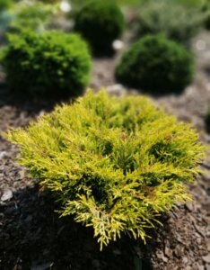 Juniperus horizontalis Lime Glow - Petit plant