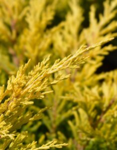 Juniperus horizontalis Lime Glow - Feuillage