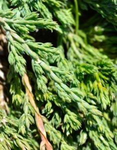 Juniperus horizontalis Pancake - Feuillage