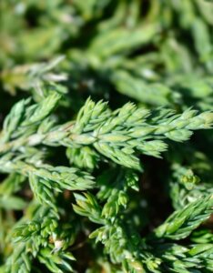Juniperus horizontalis Pancake - Feuillage