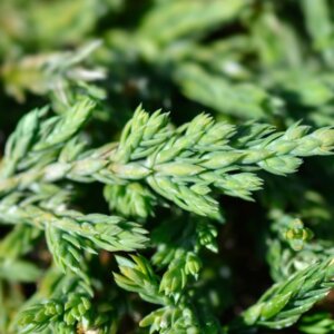 Juniperus horizontalis Pancake - Feuillage