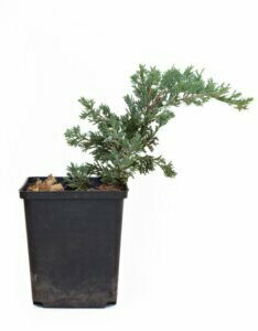 Juniperus horizontalis Wiltonii - Plante en pot