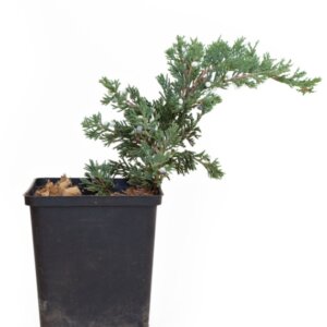 Juniperus horizontalis Wiltonii - Plante en pot